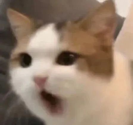 发疯小猫表情包 