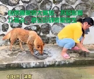 大黄狗太有灵性了，它放生鱼的善意，令人动容！

一条视频，看得人泪目:

6月4