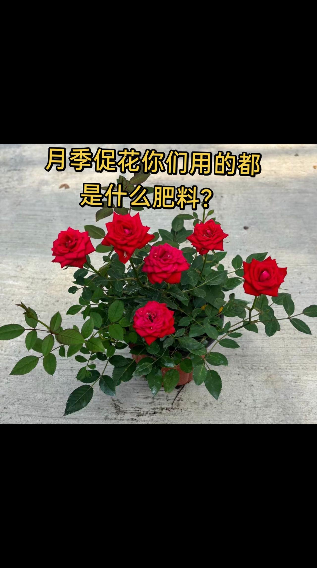 月季促花你们用的都是什么肥料？全民买手请回答 种花拍花也是一种享受 中国红月季 