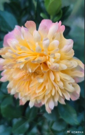 傻傻分不清是月季还是菊花月季cos完烟花又cos菊花 为什么一株月季能长出菊花和