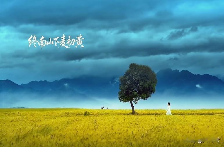 一棵麦田里孤独的树，拍出来的确意境满满，但美丽的背后，却是总长度将近25米的麦田