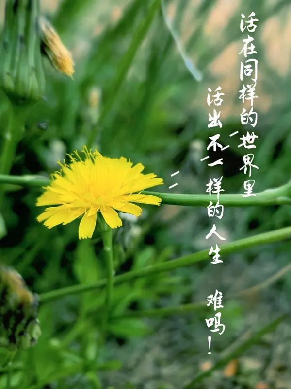 人生恰似一场漫长的旅程，年少时，我们像勇往直前的战士，一心追逐功名利禄，在意输赢