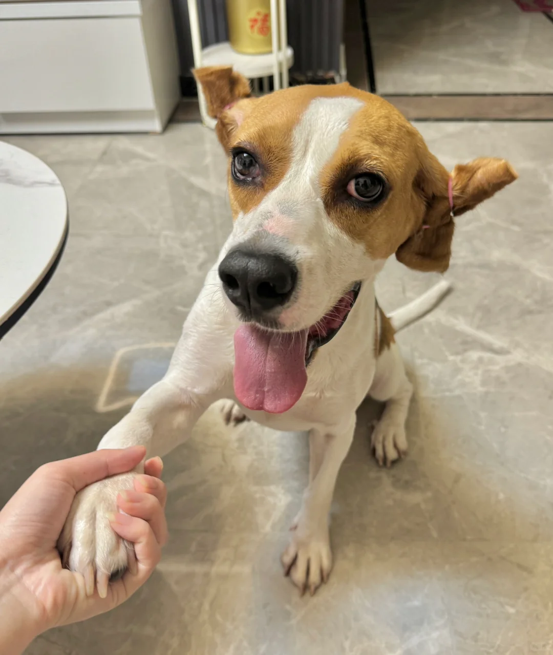 比格犬的新发型—蛋卷头和狼外婆