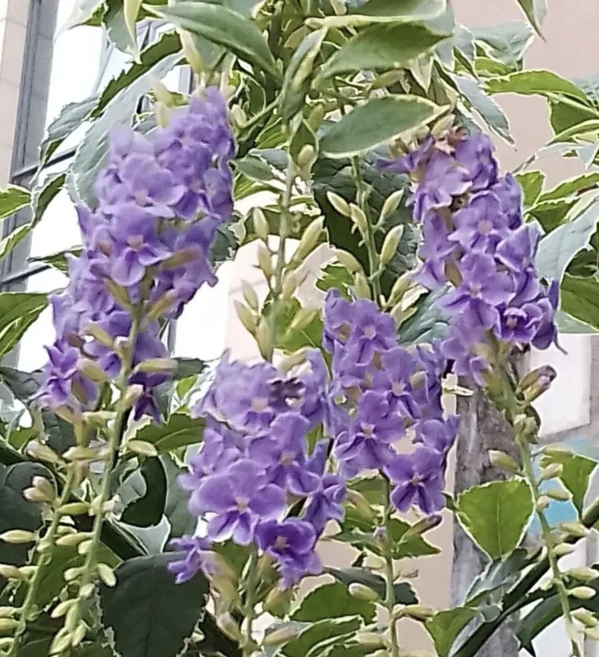 发一张你相册最近拍的花心情不好的时候看看图片里面的花，缓解心情！