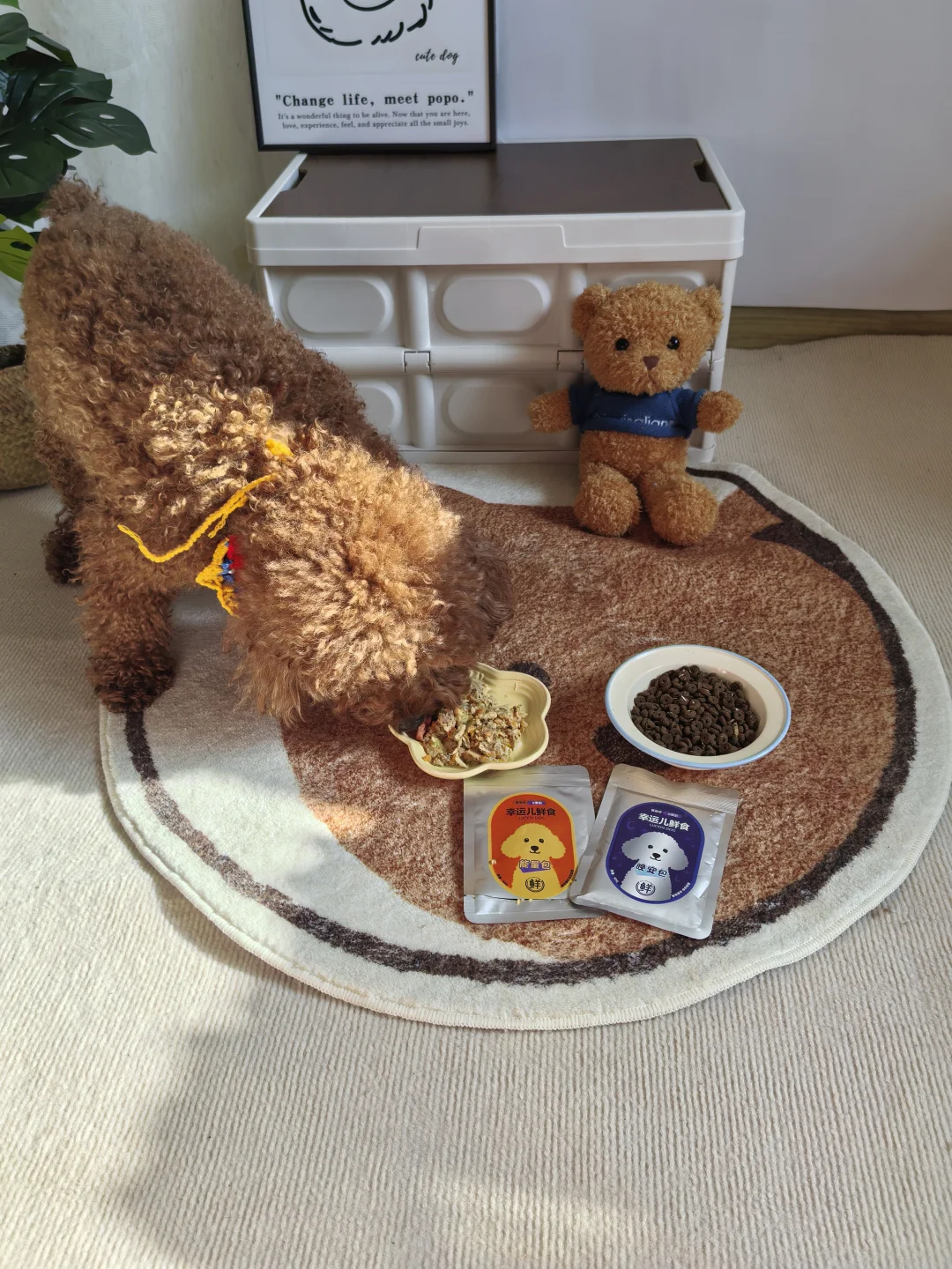 我家挑食狗现在吃饭比我还积极！