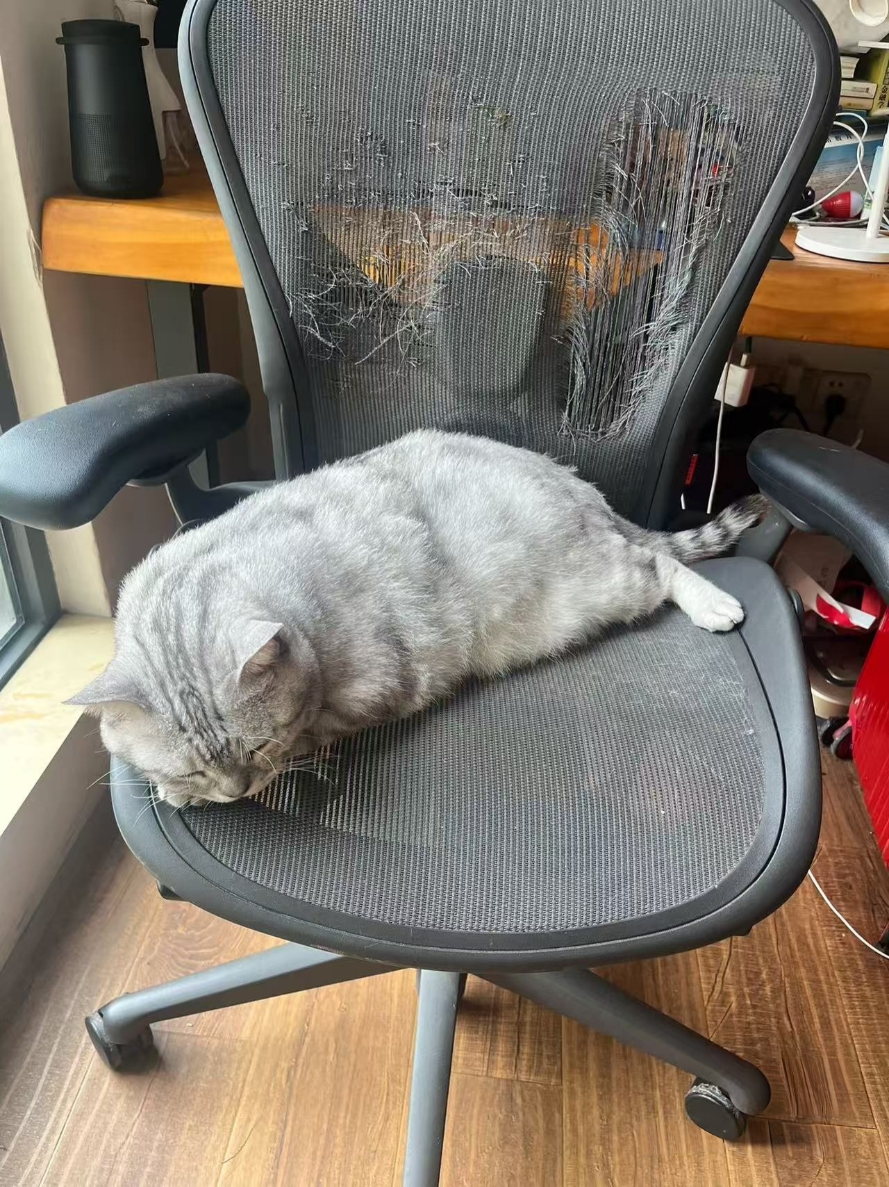 这就是我很喜欢猫咪，但又不敢养猫咪的原因 ​​​