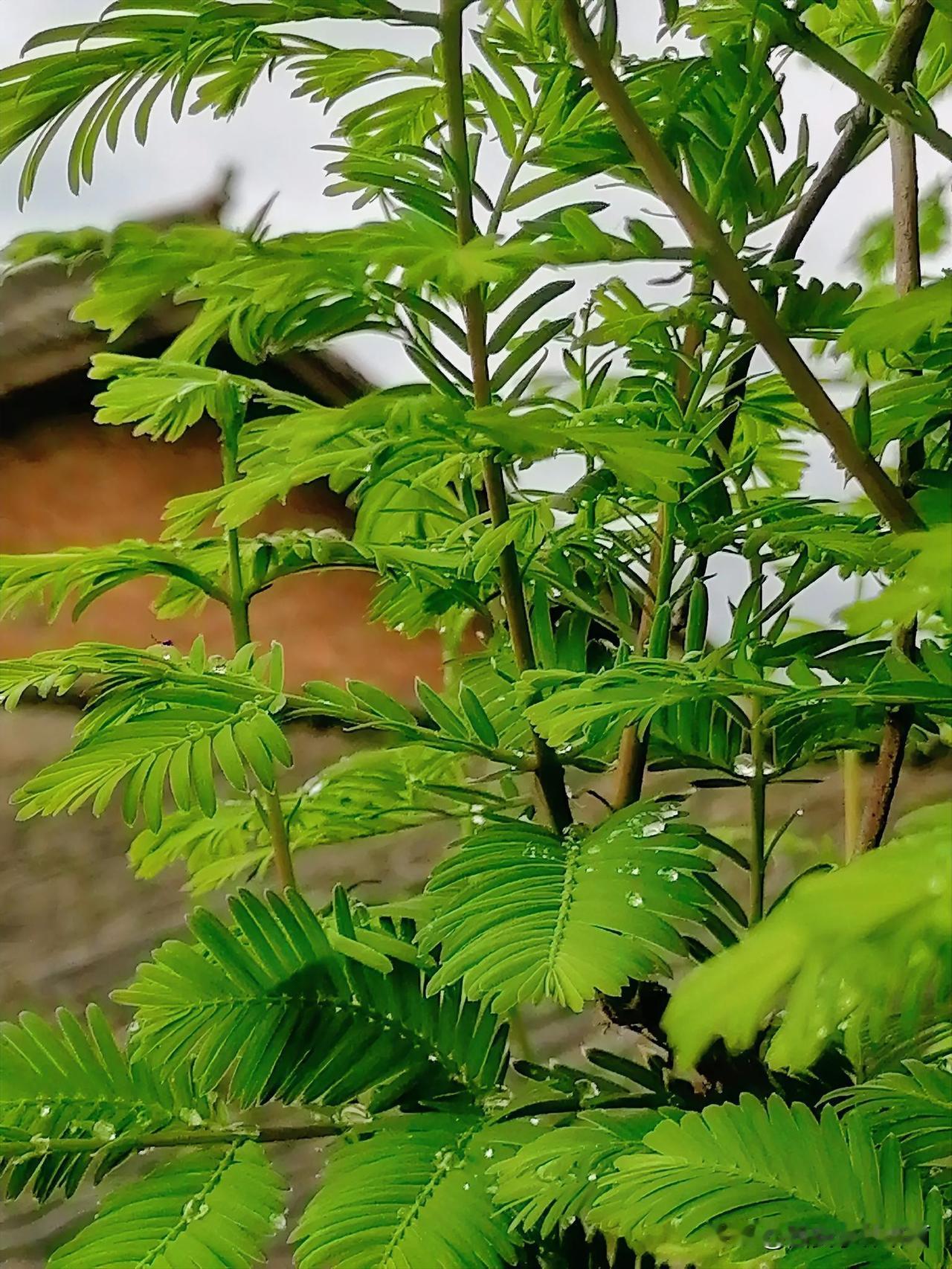 《杉树新枝。杉树是树的活化石。以前我在西安陕西自然博物馆广场看到过对它的介绍，据