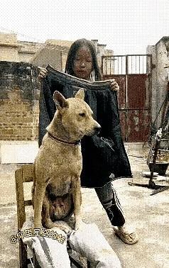 两只狗子一本正经坐在凳子上，一小姑娘用两只狗子就给自己导演了一副父母双全陪伴自己