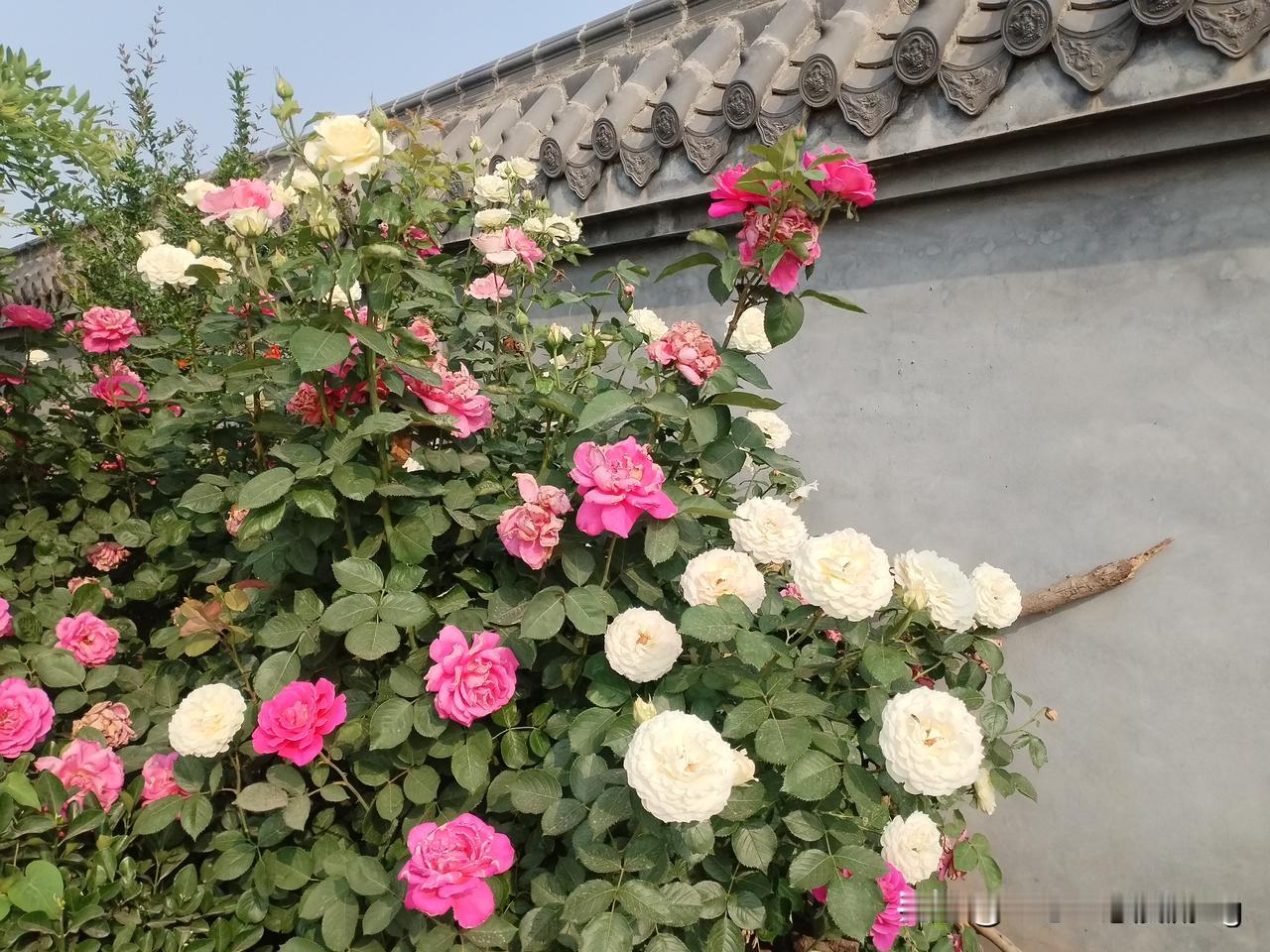 众友友早上好！
今天是5月16日，日出时间4.59分，日落时间7.14分，白天最