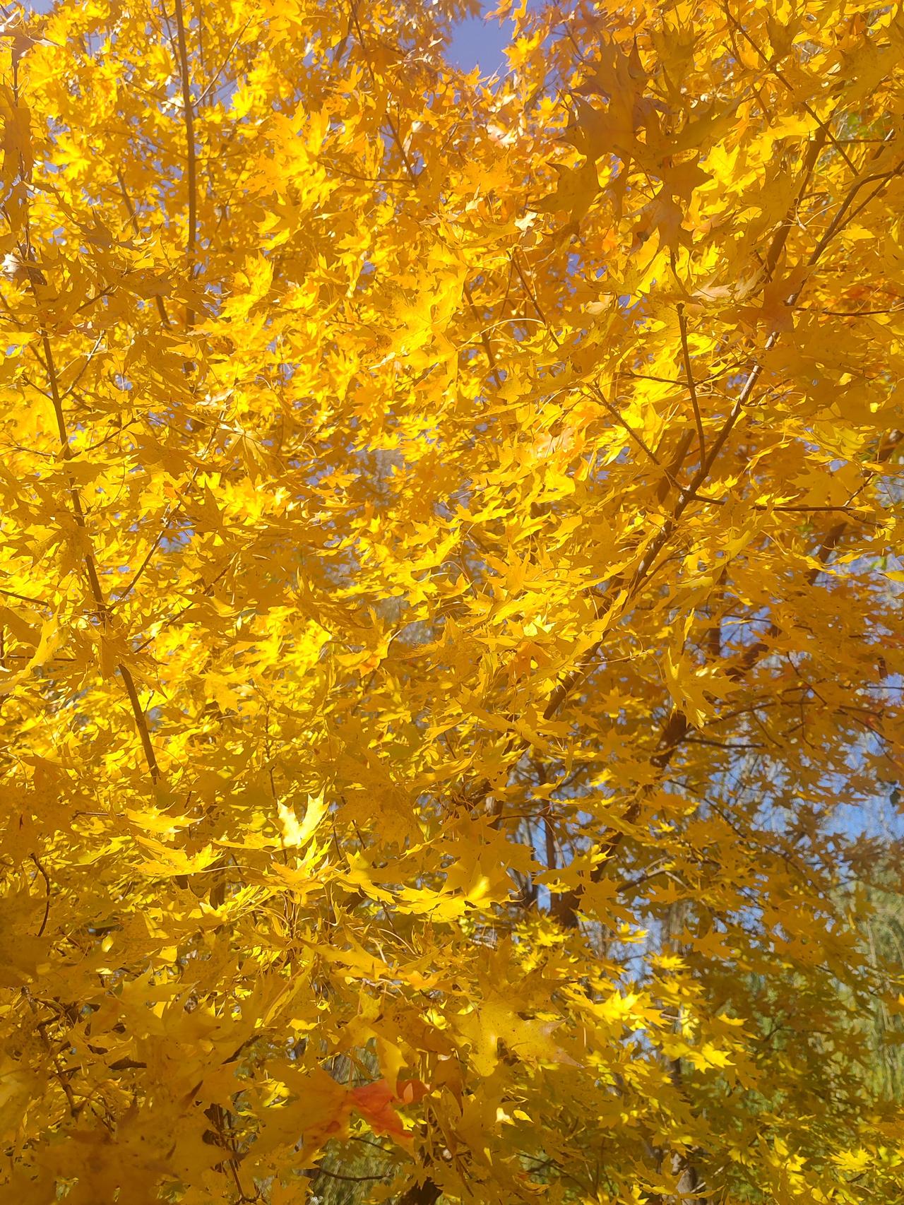 早上送大宝上学，吃早饭，看二宝，洗衣服，中午吃饭，休息，看二宝，下午接大宝放学，