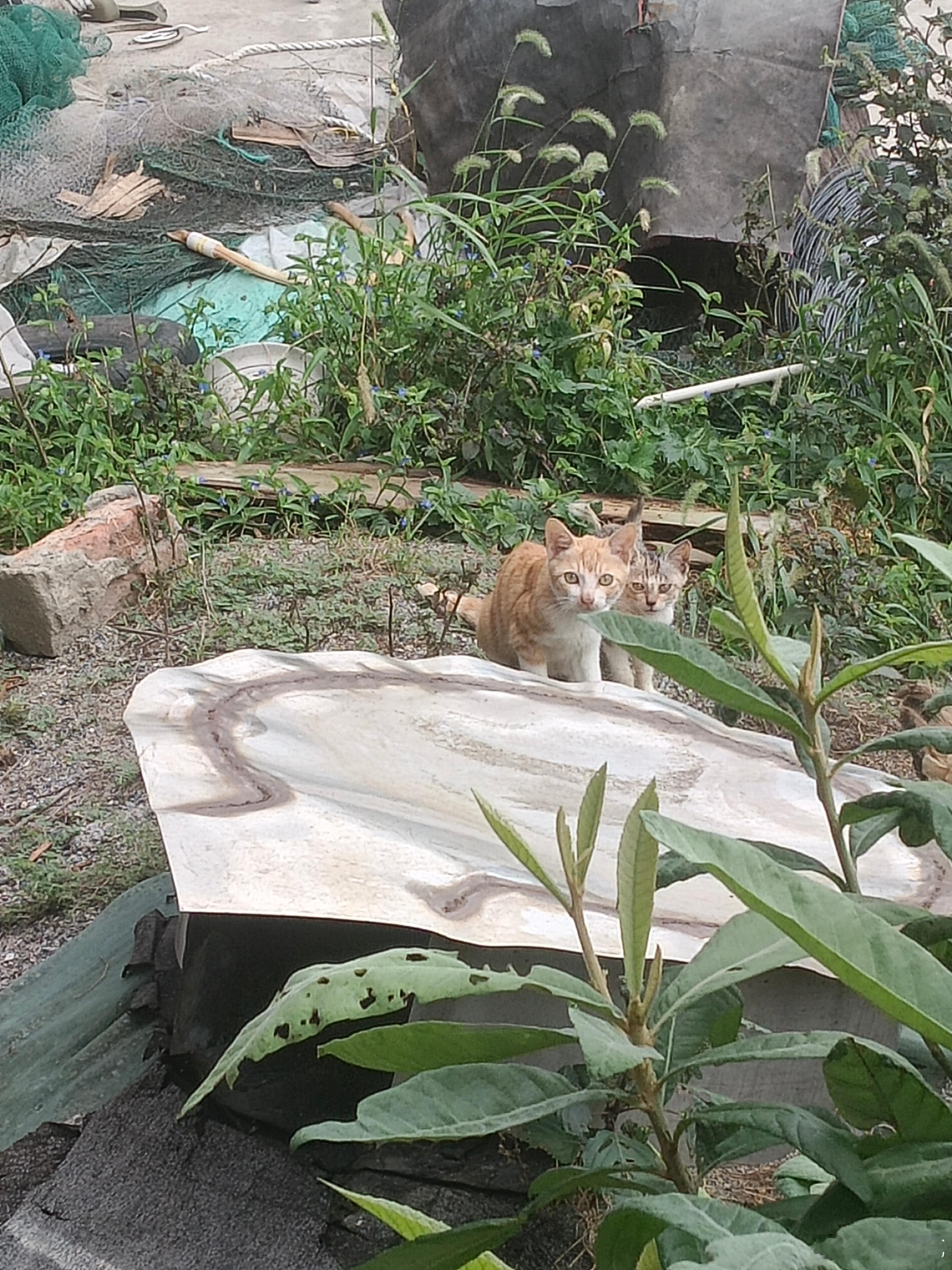 家里新来了一只灰黄色的小猫咪[哈哈] ​​​
