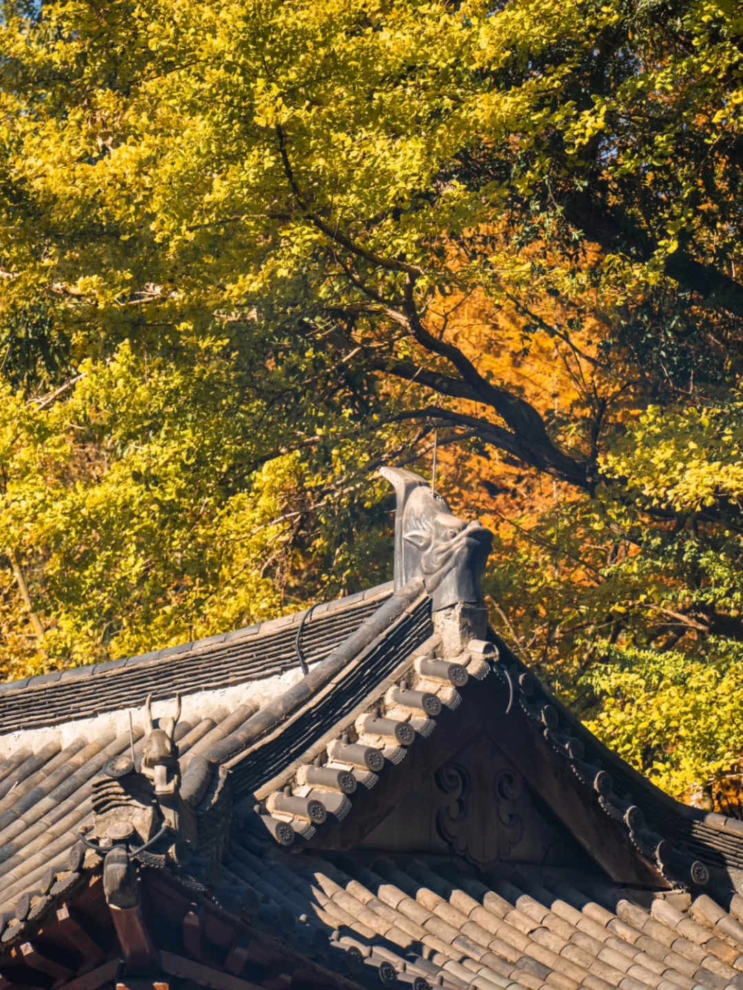 “径通天目”径山古道 | 古道悠悠