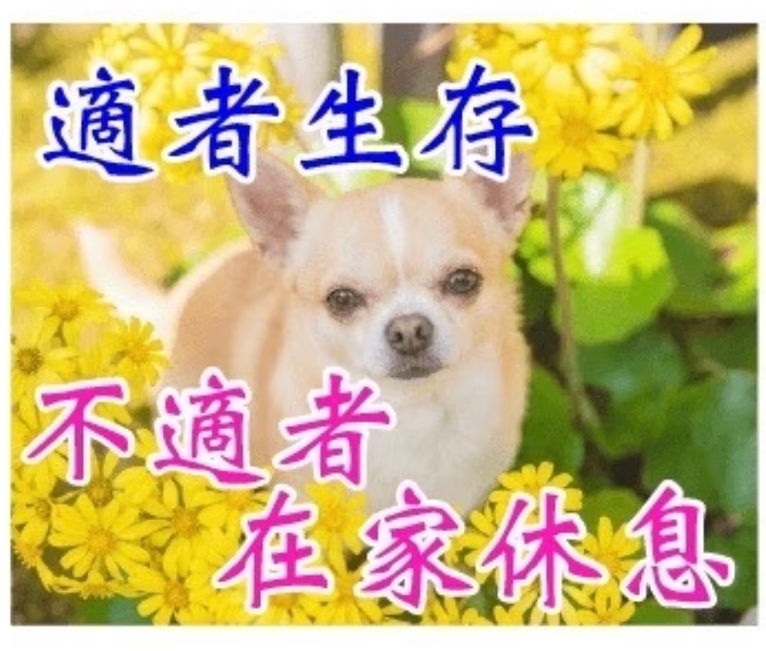 适者生存，不适者在家休息 