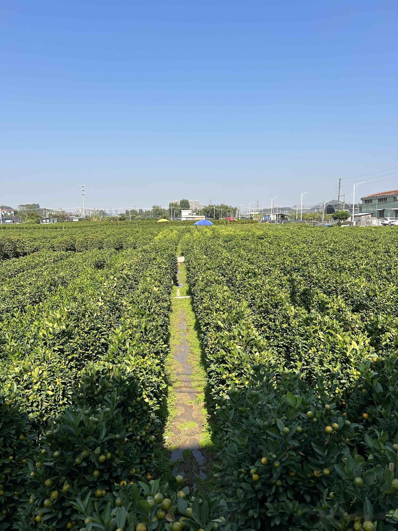 人生的每一天都是生命的算数，人生没有彩排，每一刻都是在现场直播！

偶然间刷到一