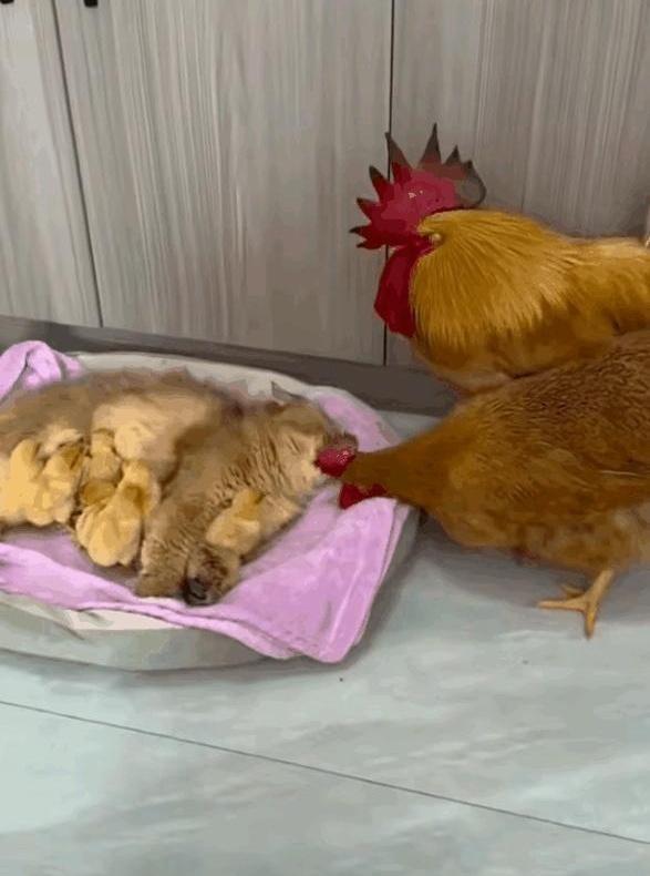 你敢信？家里养的宠物猫，居然干起了“强抢民娃”的勾当，连亲爹亲妈都不让见！
想象