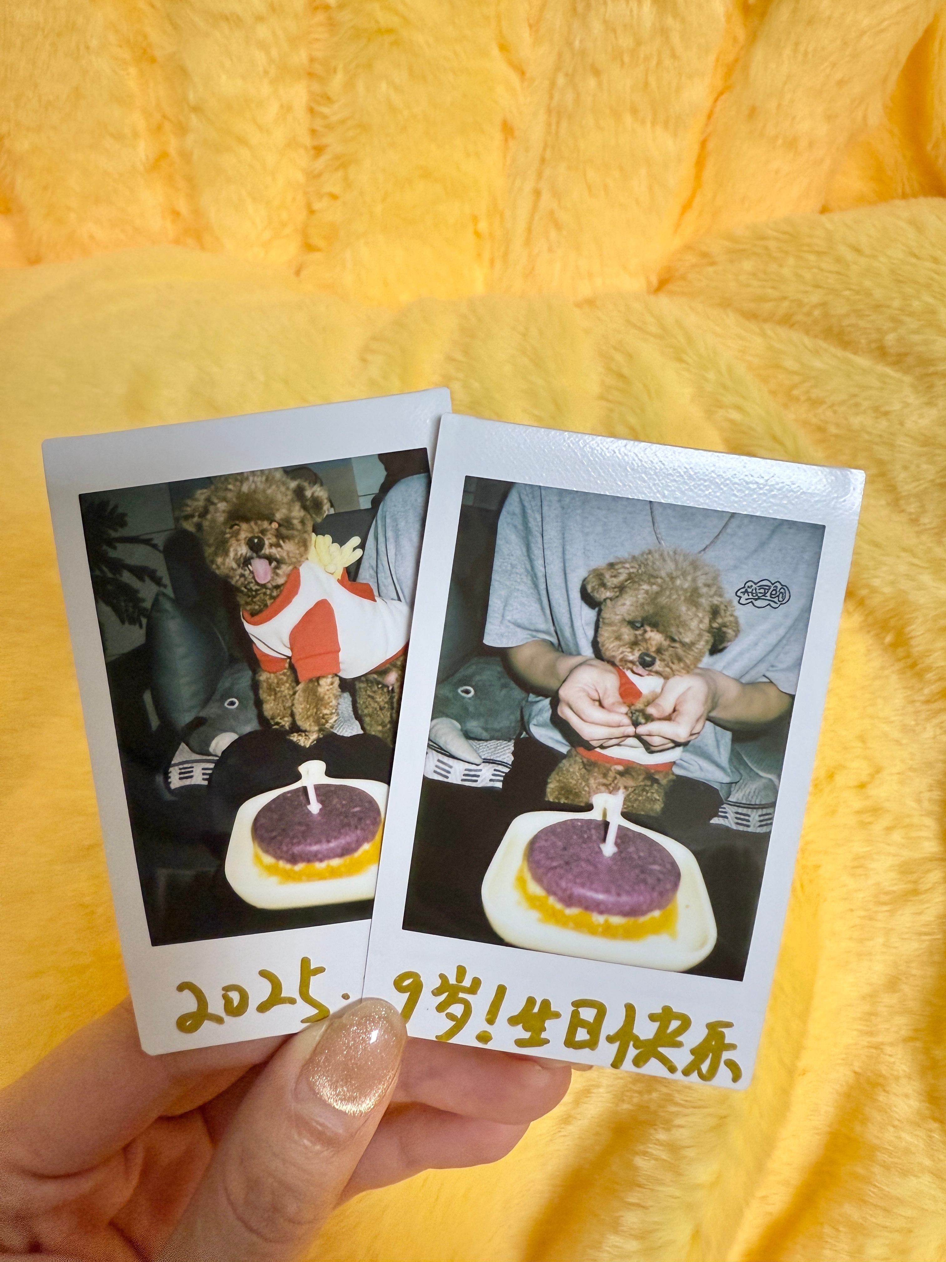 小狗哪里知道过生日🎂只知道有蛋糕吃