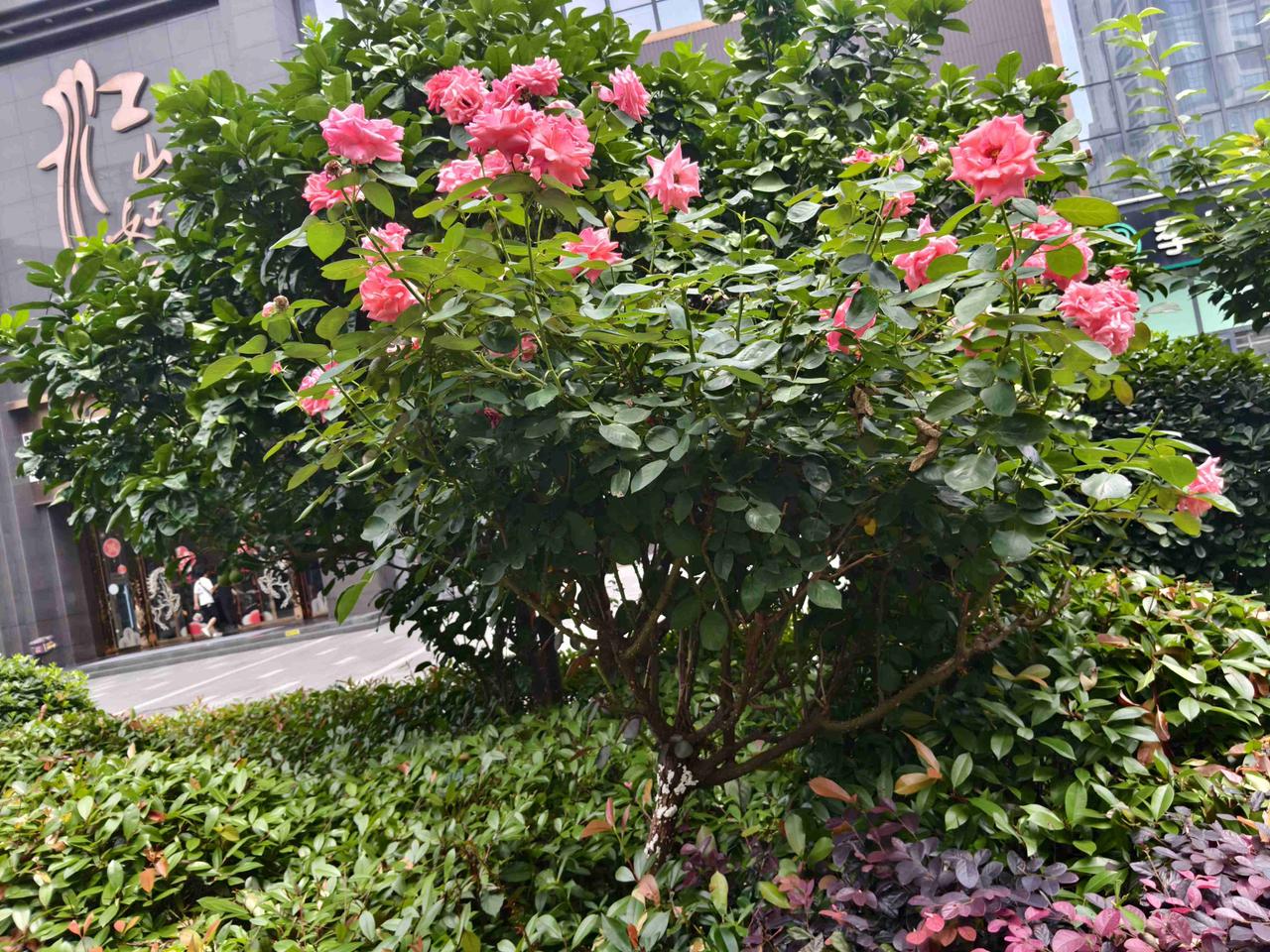 我的今日状态：😁轻松愉快
我这里的天气：☀️晴天
