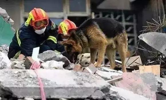 汶川地震中67只英雄搜救犬已悉数离世，它们用生命拯救的那些生命，如今安在？
20