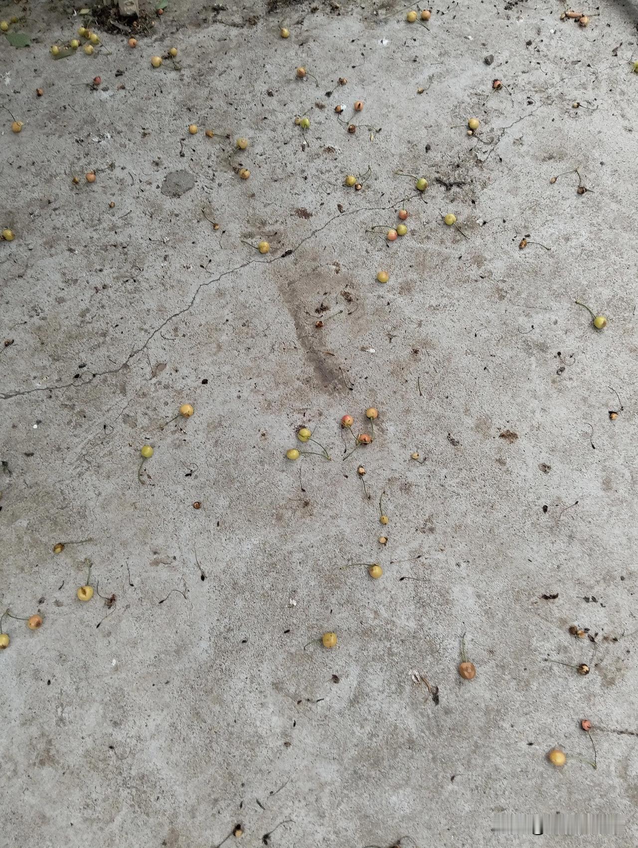 你说气人不气人啊！我家的樱桃还不熟，让喜鹊全部给我啄掉了！可恶的鸟🐦！