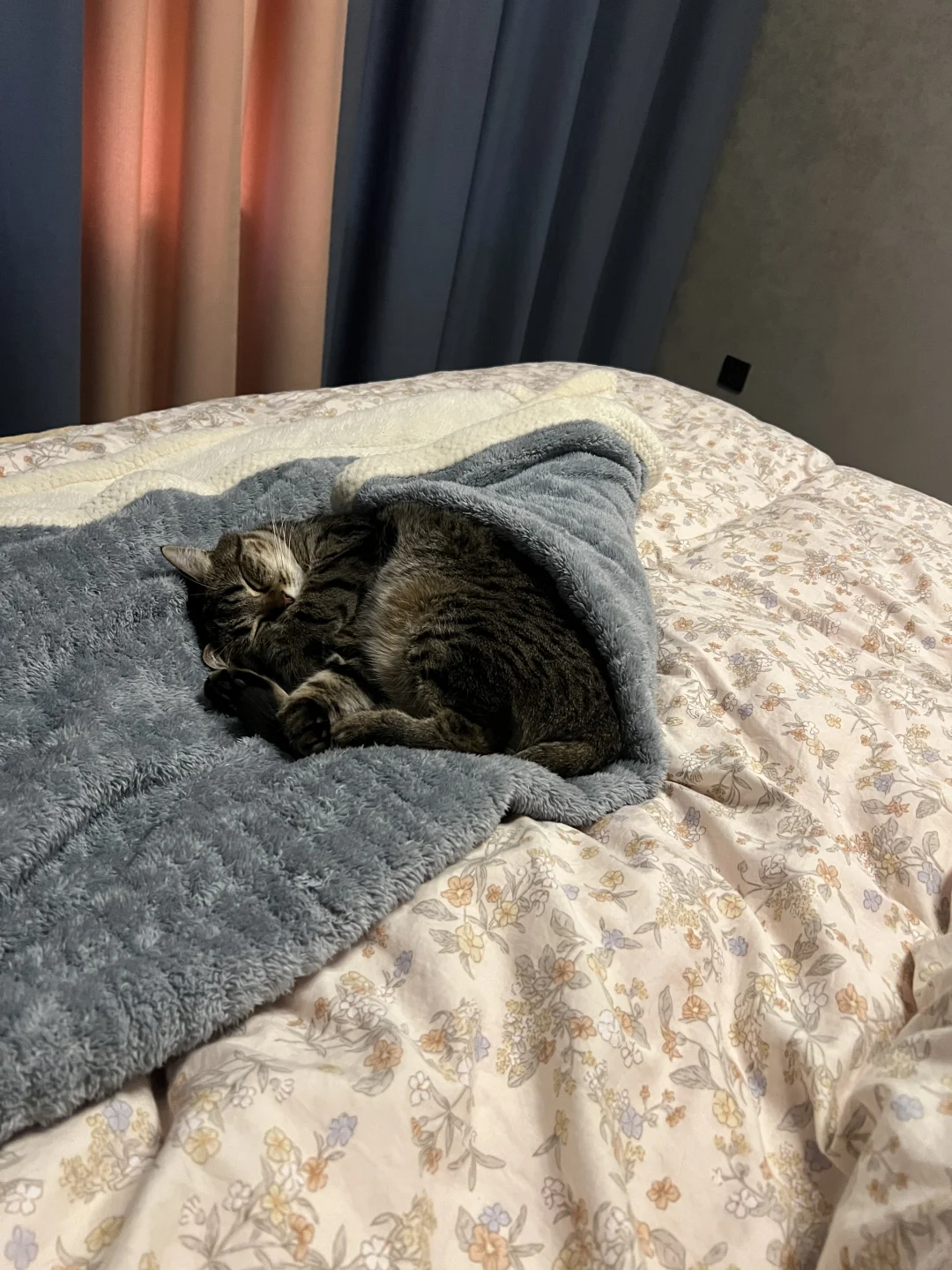 早上起不来都是小猫的错