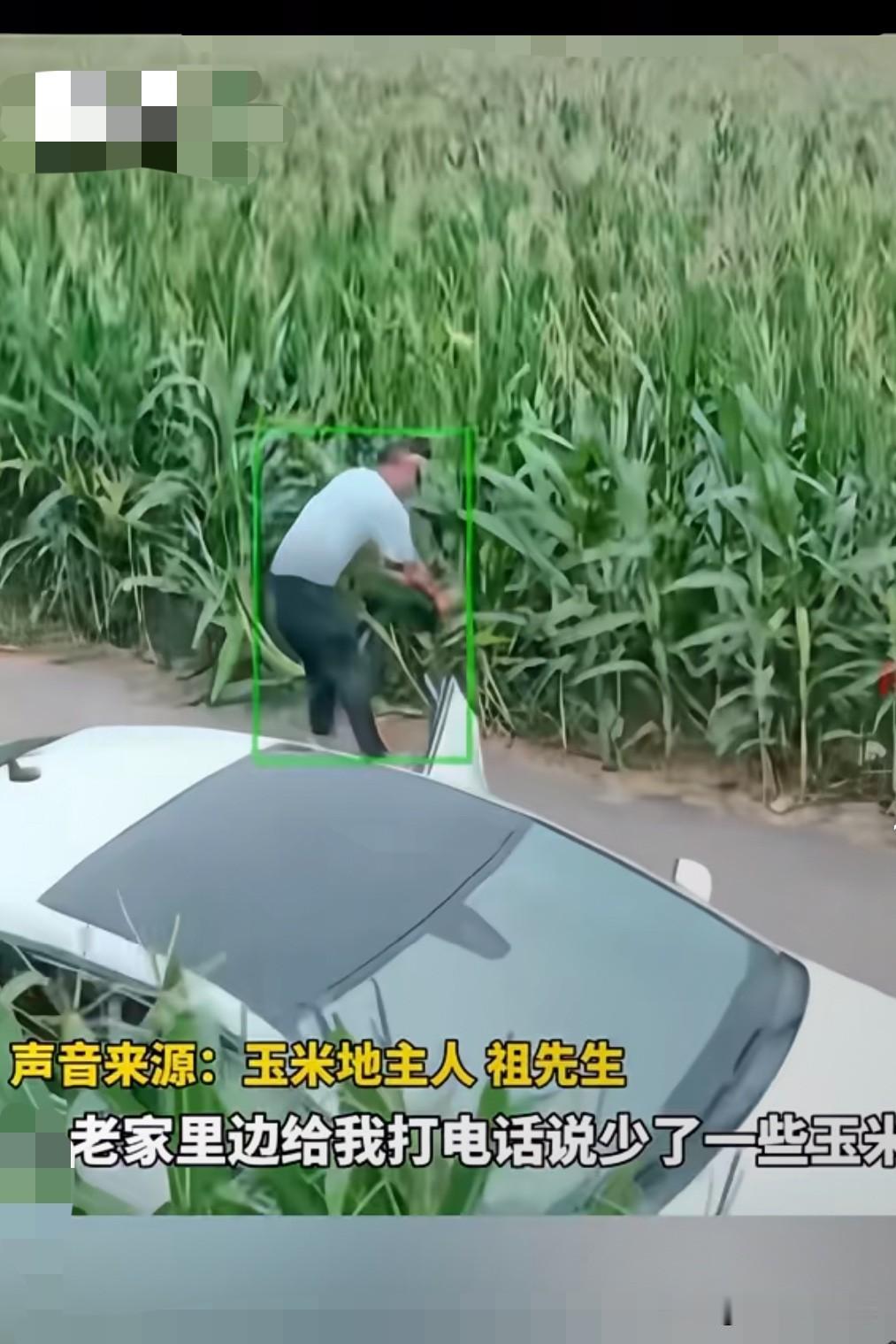 有苦难言！捡个芝麻丢一个豆，亏大发了！

一男子开车路过一处玉米地，看到即将成熟