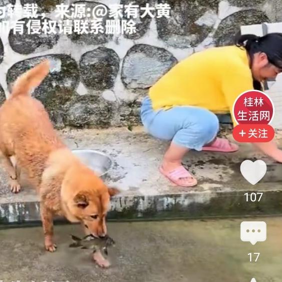 黄狗给鱼放生，给人类上了一课，动物都有灵性，懂修行，人更应该修行了
如果这个黄狗