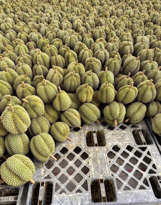 大批榴莲来了榴莲爱好者狂喜，大批榴莲准备上市。有没有车企想东南亚巡游的？我下个月