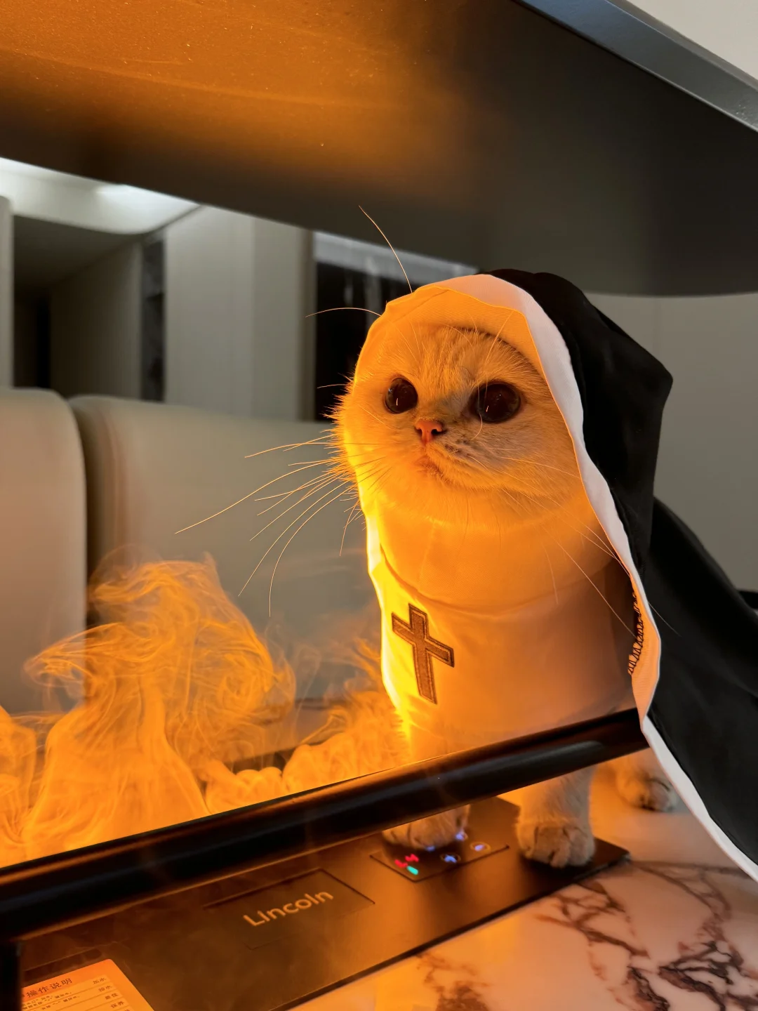 降温后小猫也开始烤🔥了