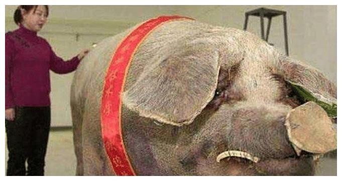猪被活埋36天不死，主人改口：养你到老，不杀了！

救援人员挖开泥石流的那一刻，