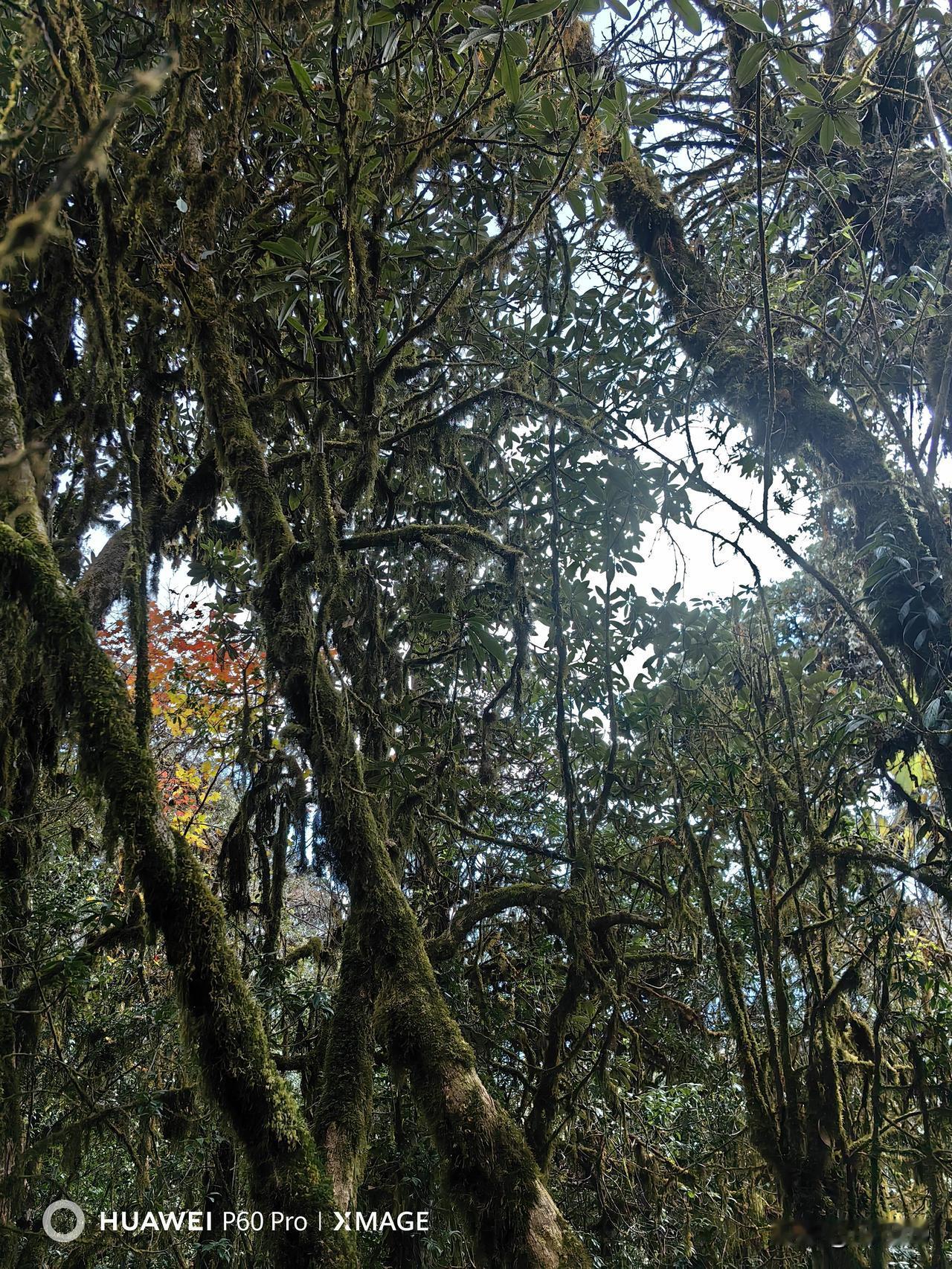 冬雪多情覆梅枝