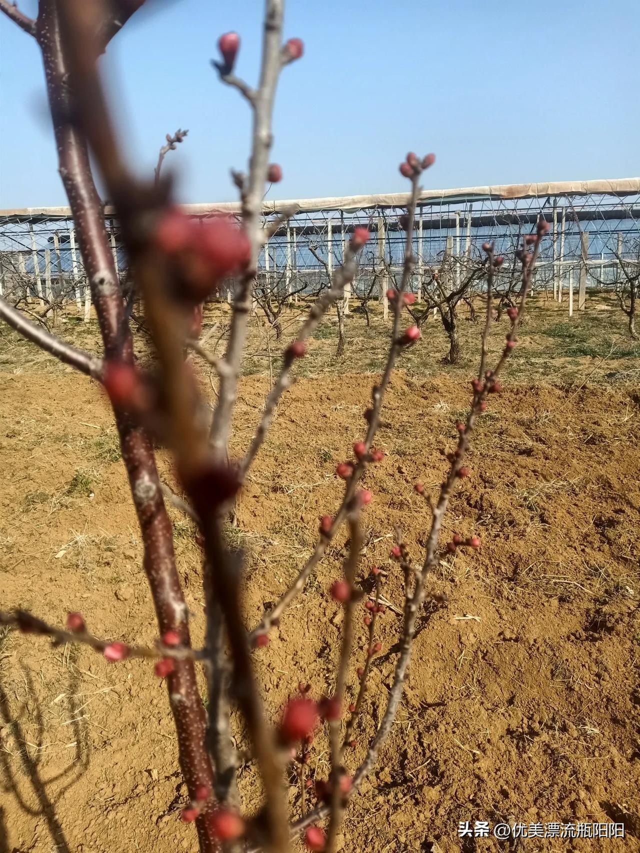 春回大地，万物复苏，小草悄悄发芽，大自然处处都充满了清新又温暖的春天气息！