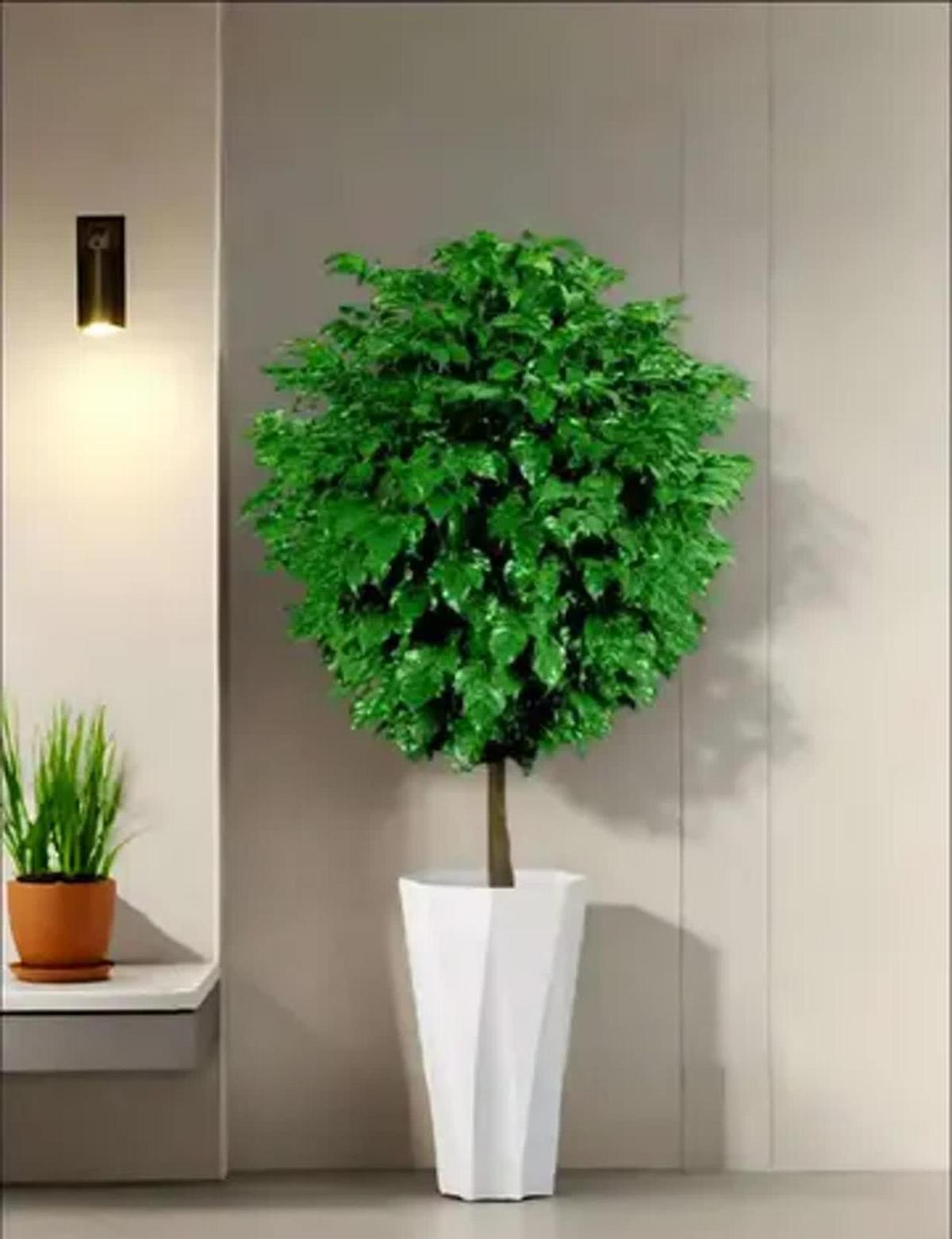 谁能想到，“万物皆有灵”这种玄乎话，竟然在一盆绿萝身上应验了？
两盆一模一样的花