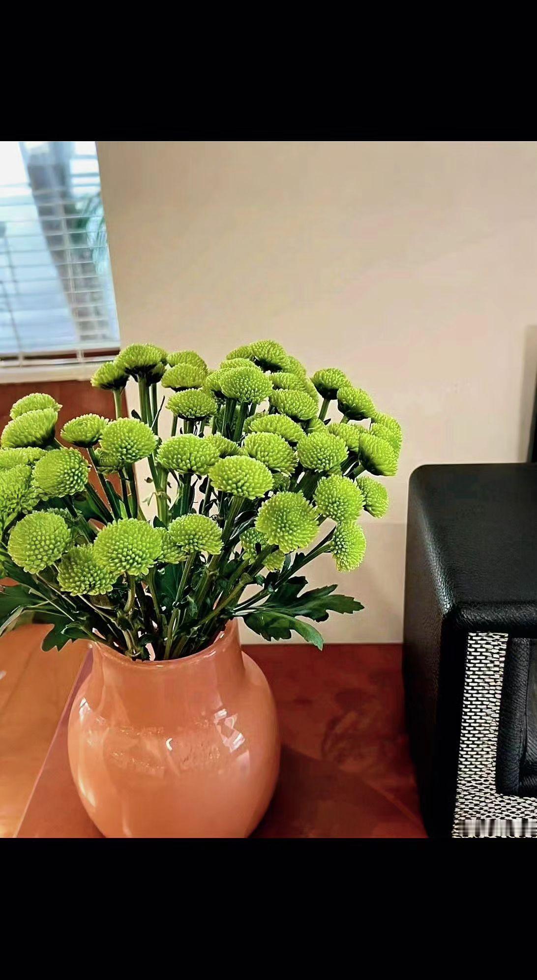 🌿这抹绿，是房间偷偷藏起的春天呀！
瓷瓶托着一团团小绒球，像把阳光揉碎了撒进去