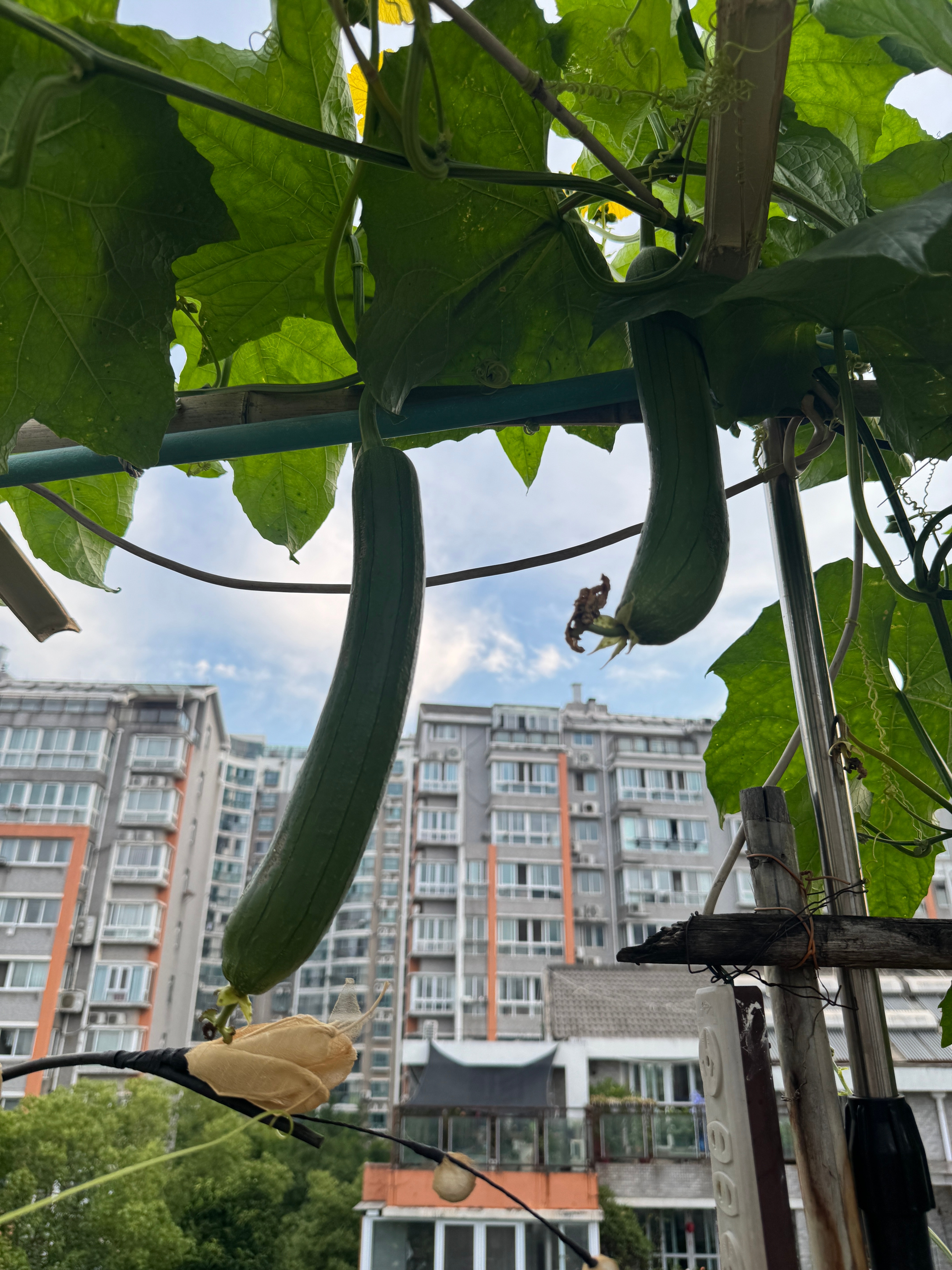 扬州身边事 人家阳台种花花，我家阳台种瓜瓜。黄瓜丝瓜，还有辣椒。今天小有收获，心