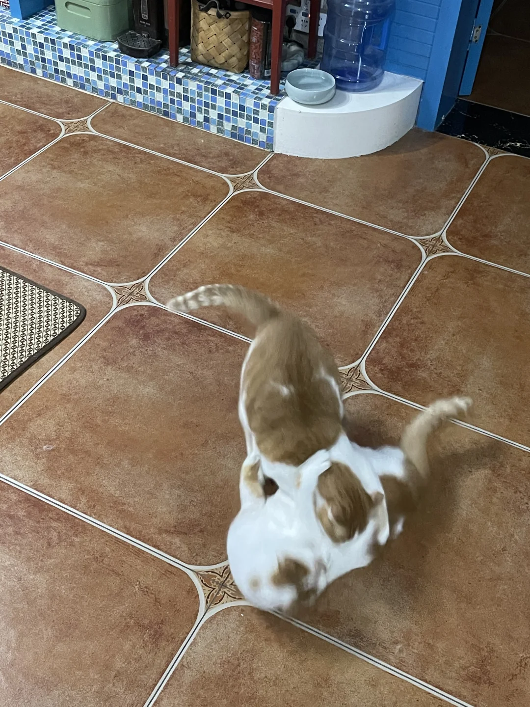 囧猫告状