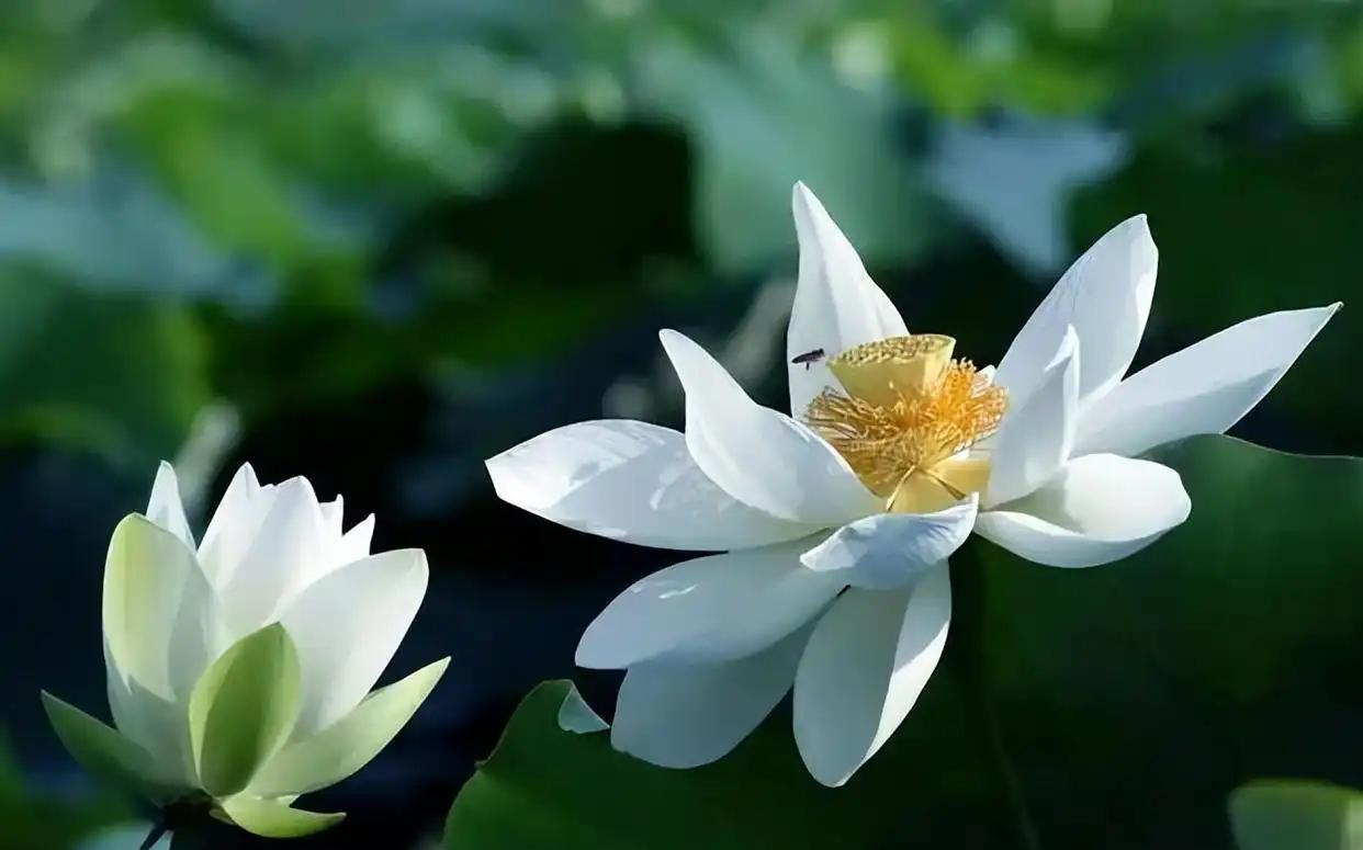 上联：炎炎赤日白莲睡；
------平平仄仄平平仄
下联：？？（小林邀友赐对）
