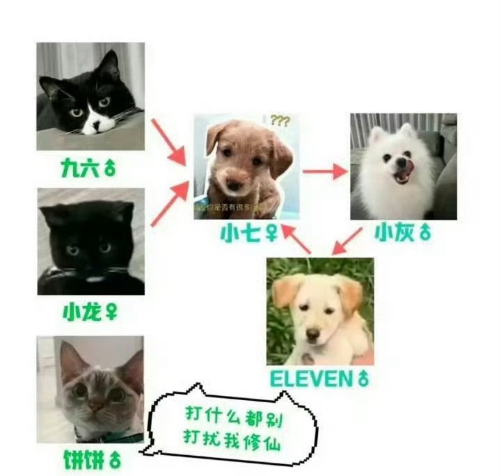 丁禹兮收养流浪猫今天才知道丁禹兮家有三只猫三只狗，其中有四只都是收养的，无论是对