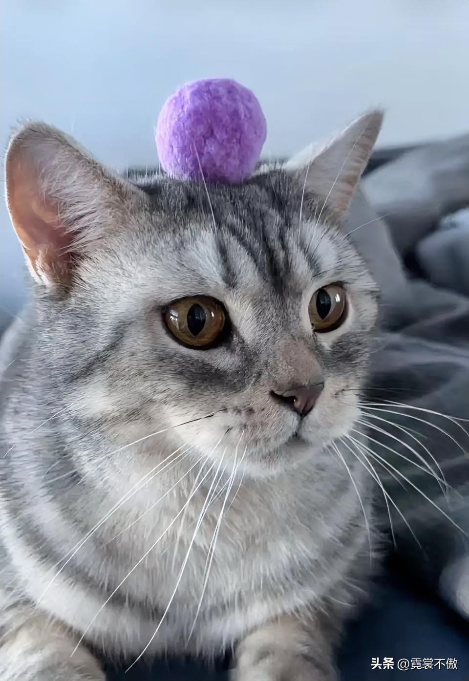 分享一张你家猫咪的可爱照片我家猫咪可爱不？