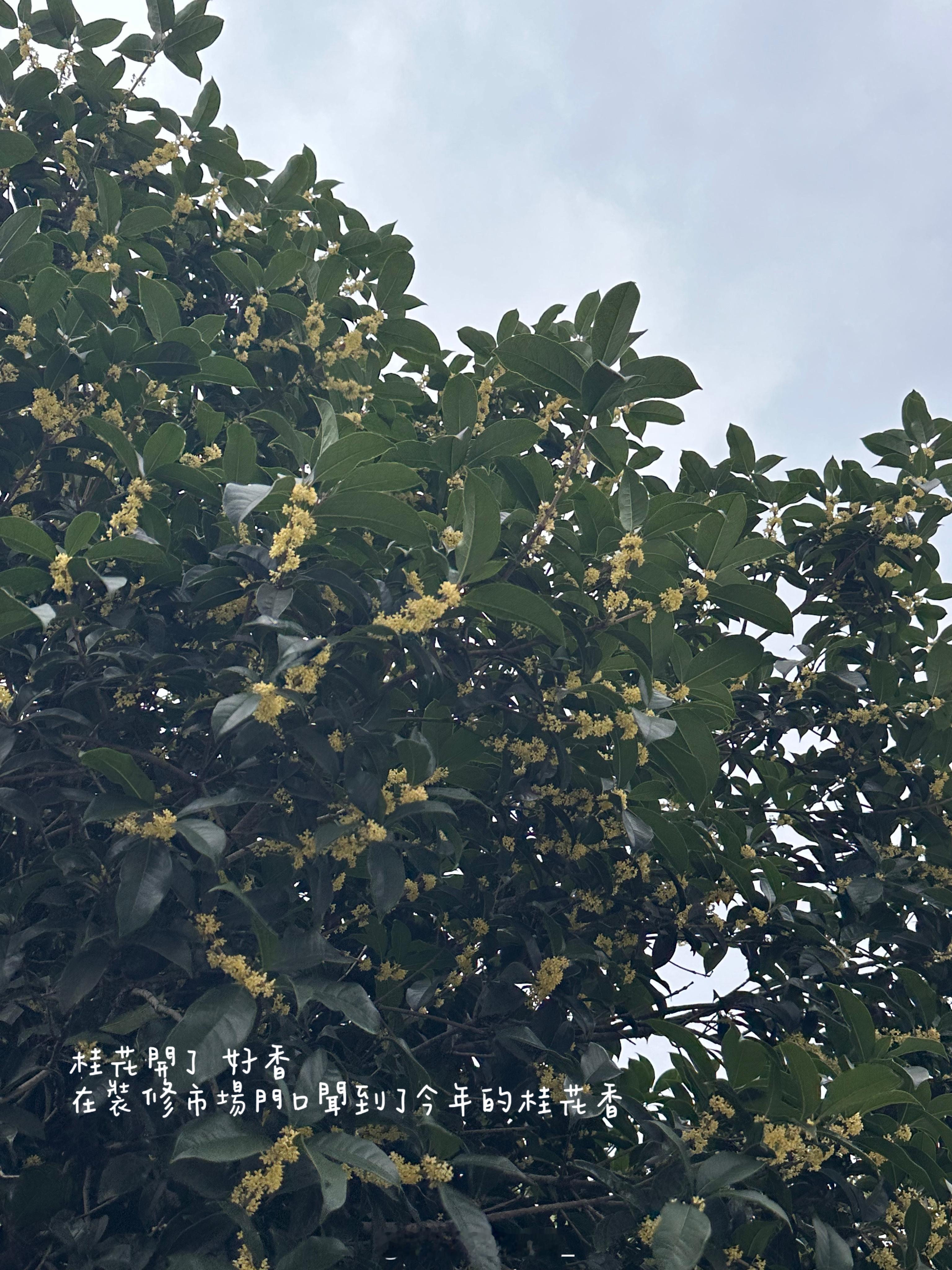 闻到桂花就是秋天的开始 ​​​