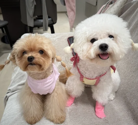 小狗就是我的人生战友