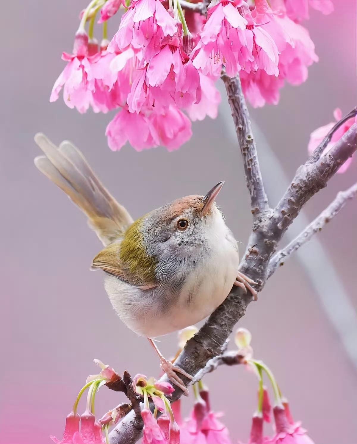 “ 一花一鸟伴平安 … ” ​​​
摄影 素材