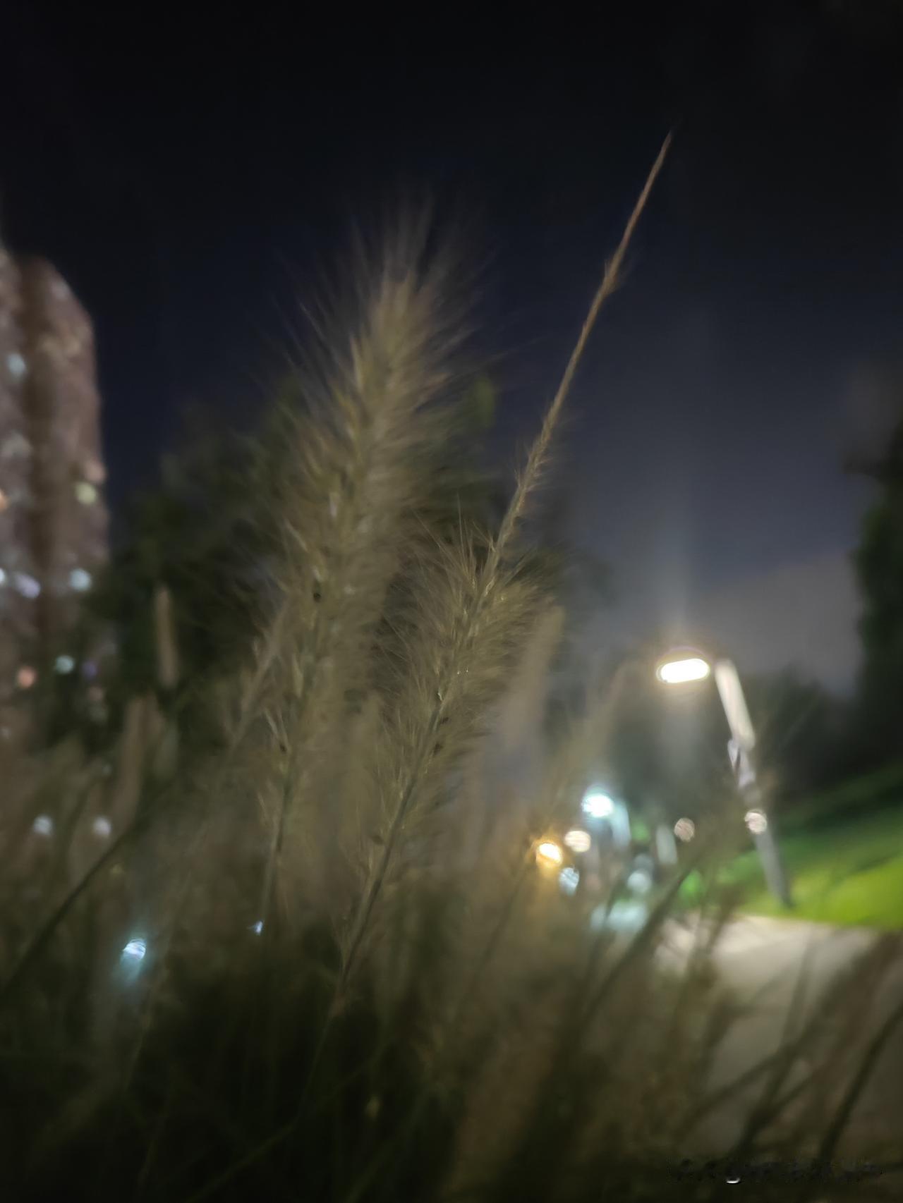 昨晚在一个公园的一角随手拍了丛狗尾巴草，回来翻相册越看越喜欢。
想想小时候，半人