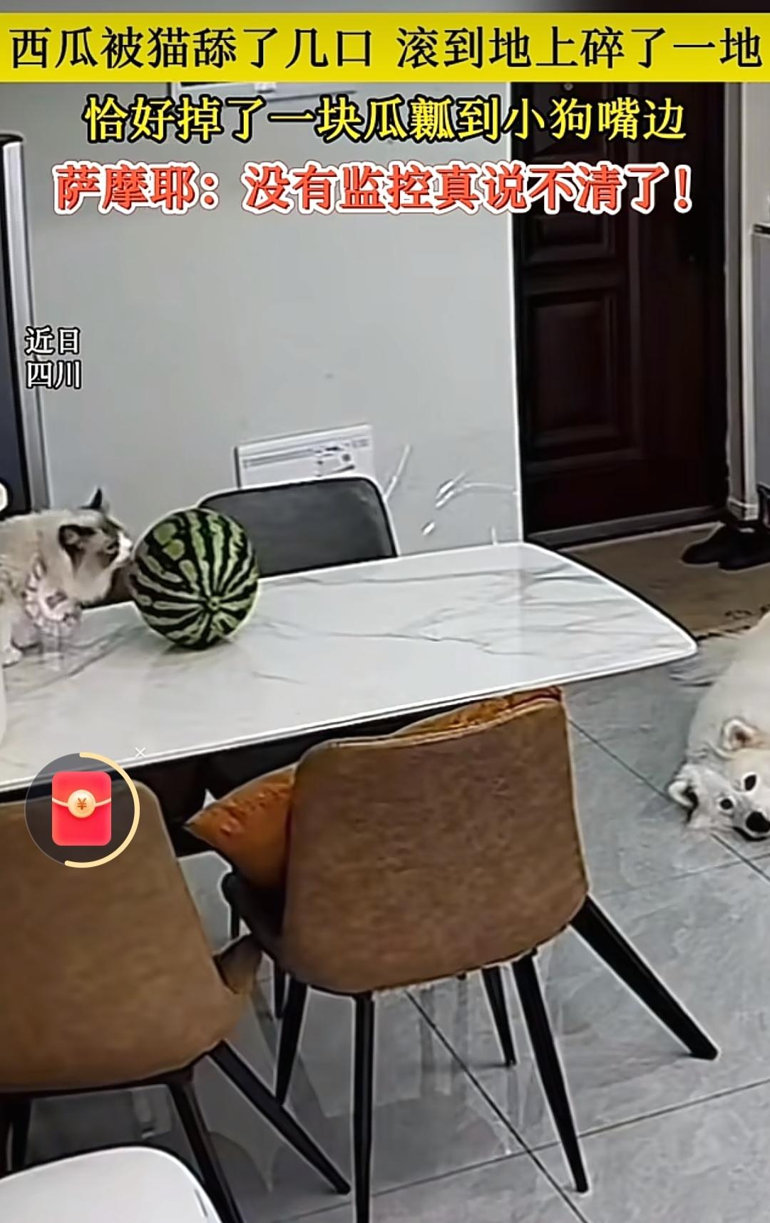近日四川成都，桌上西瓜被猫舔了几口滚到地上碎了一地，恰好掉了一块瓜瓤到小狗嘴边。