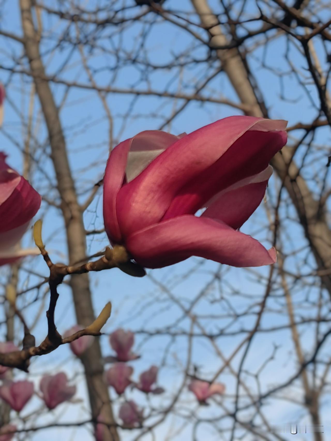 春天来了，
风慢慢软了，
阳光也变得温柔，
枝头冒出新芽，各种各样的花开放了，