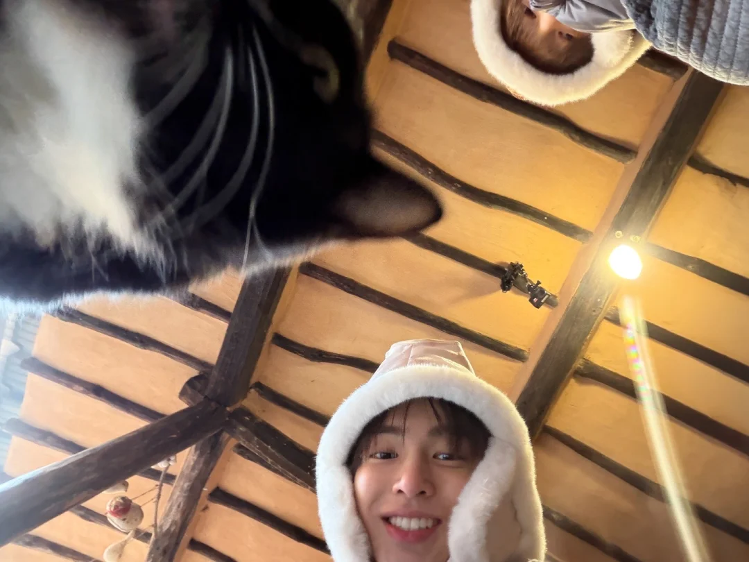 请问图上有几只小猫！