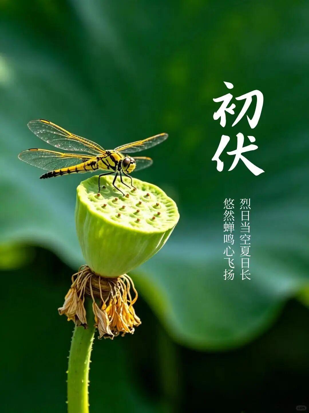 今天开始入伏了，没有了冗长的客套话，只有一句真实的心愿：希望我们都健朗、平安。长