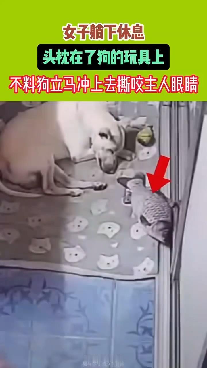 动物就是动物！2024年媒体报道，黑龙江一女子躺下休息，头枕在了狗的玩具上，没想