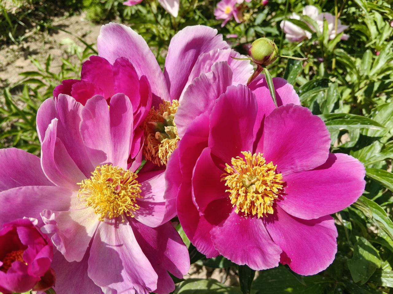 芍药花海位于兰州市七里河区柳树湾村，芍药花的盛放期在每年的5月至7月底，现在这个