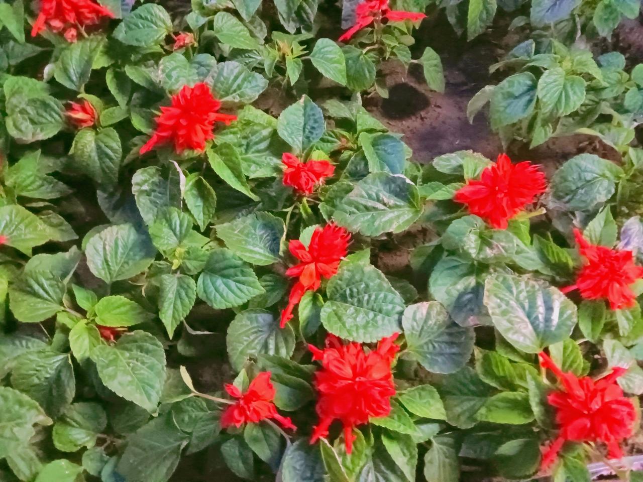 惊艳的红色花朵，绿意盎然的叶子，自然之美尽收眼底！🌸🌿