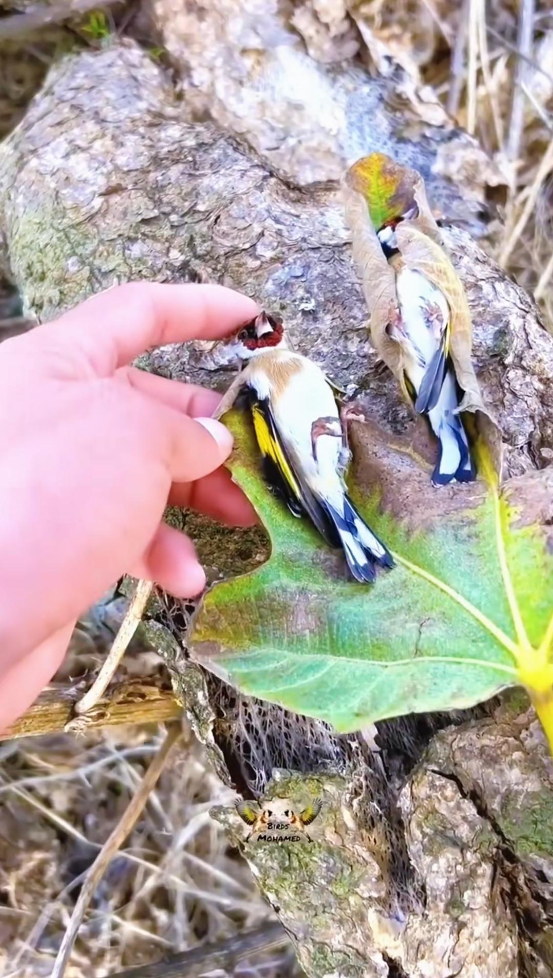 他见过鸟躺着睡觉吗？
躺着，双脚、肚皮、头朝天，背躺在稳定的向日葵、树叶上，就像